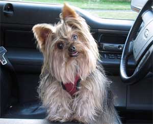 Furry Dog in Car, Hopefully Not Getting Hair All Over